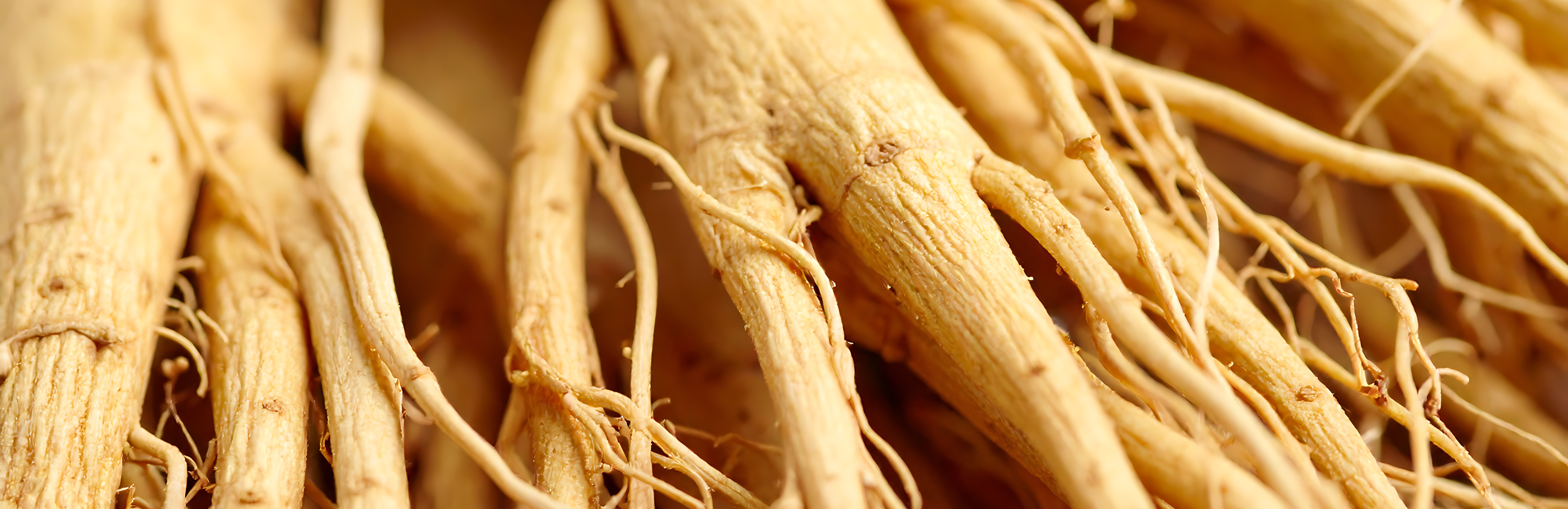 Panax Ginseng Extract