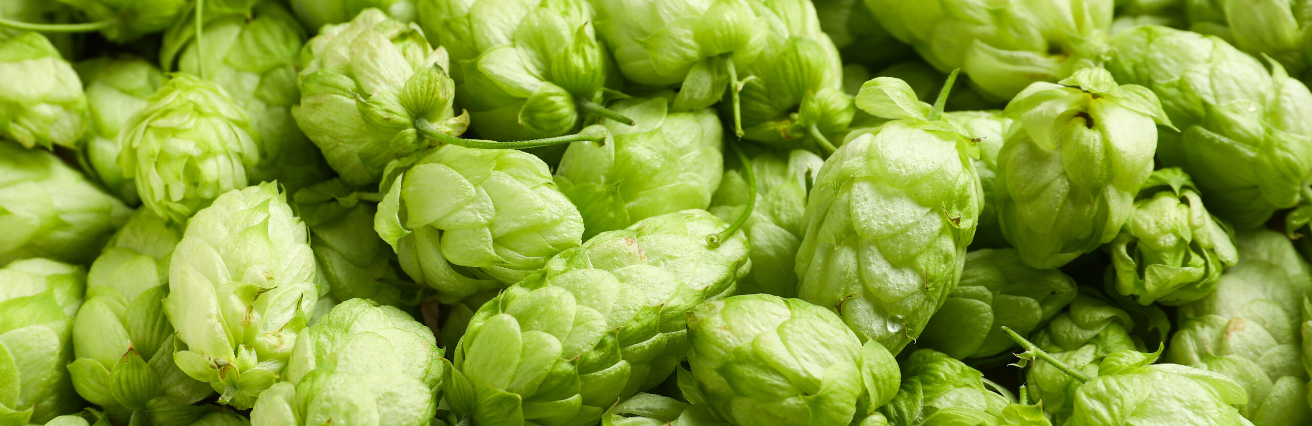 Humulus Lupulus Extract